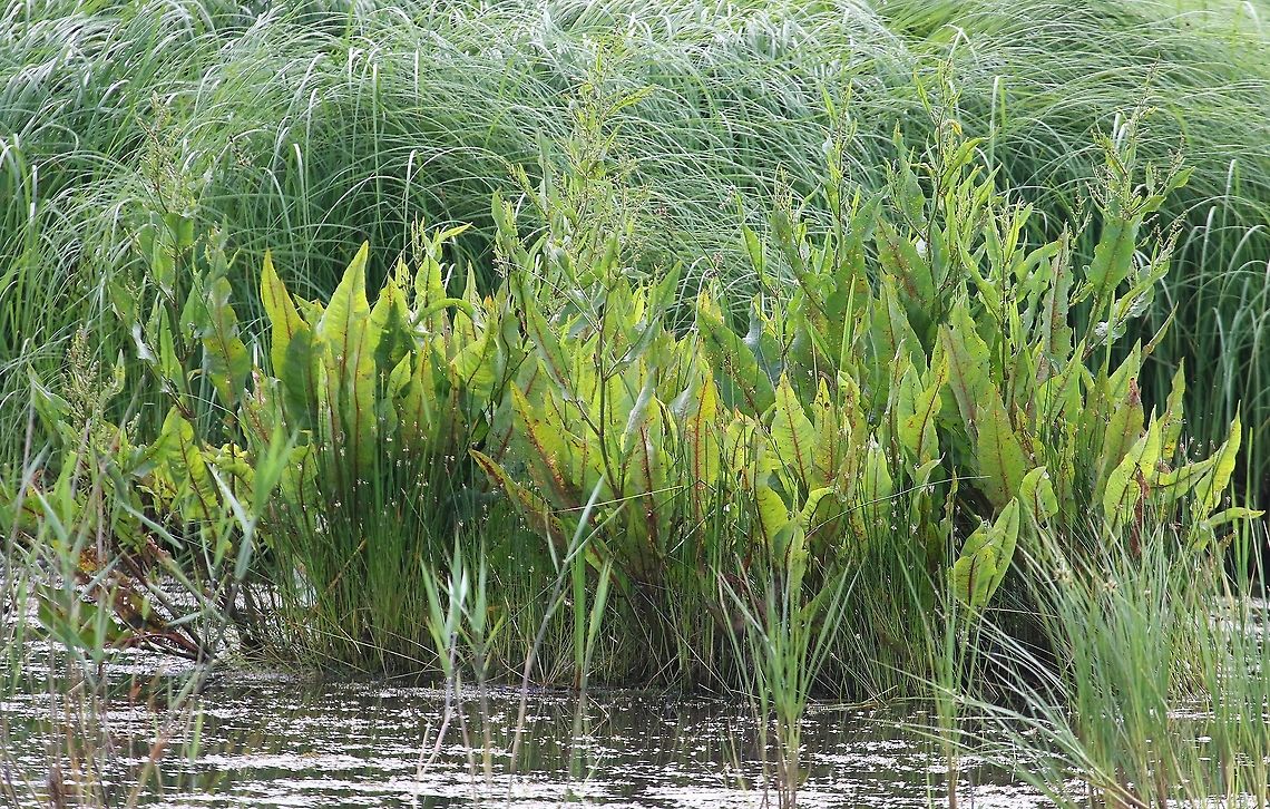 Great Water Dock A striking member of the Rumex family. Great water dock,Lancashire,Leighton Moss,Rumex hydrolapathum