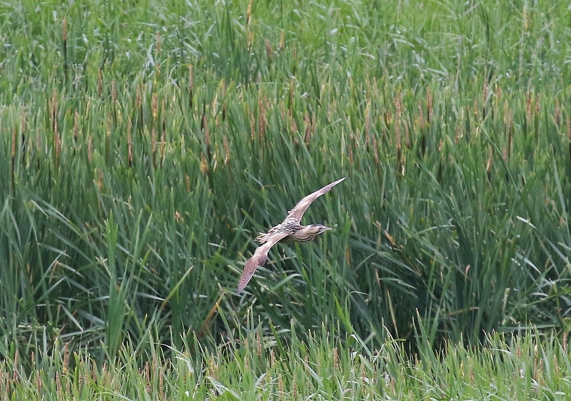Bittern flying across the Reeds Managed to see 2 bitterns, a first for me&gt; Botaurus stellaris,Eurasian Bittern,Lancashire,Leighton Moss
