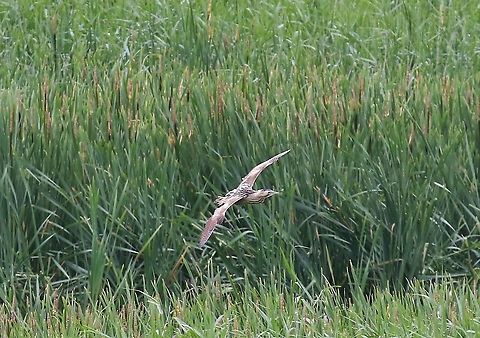 Bittern flying across the Reeds Managed to see 2 bitterns, a first for me> Botaurus stellaris,Eurasian Bittern,Lancashire,Leighton Moss