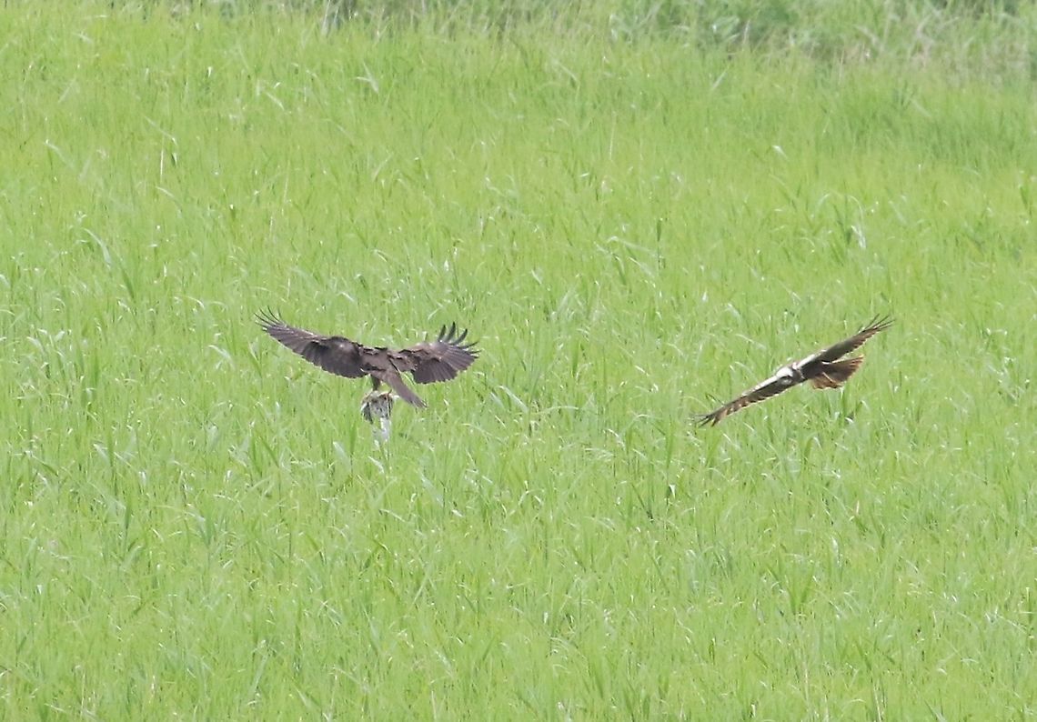 Marsh Harriers The male has just passed the prey bird over Circus aeruginosus,Lancashire,Leighton Moss,Western marsh harrier