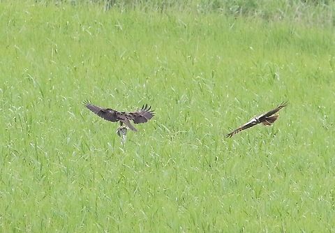 Marsh Harriers The male has just passed the prey bird over Circus aeruginosus,Lancashire,Leighton Moss,Western marsh harrier