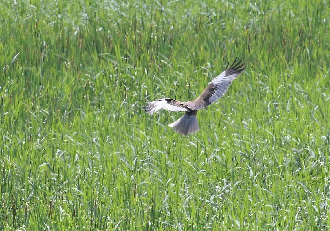 Male Marsh Harrier demonstrating his aerobatic ability  Circus aeruginosus,Lancashire,Leighton Moss,Western marsh harrier