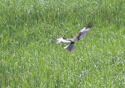 Male Marsh Harrier demonstrating his aerobatic ability  Circus aeruginosus,Lancashire,Leighton Moss,Western marsh harrier