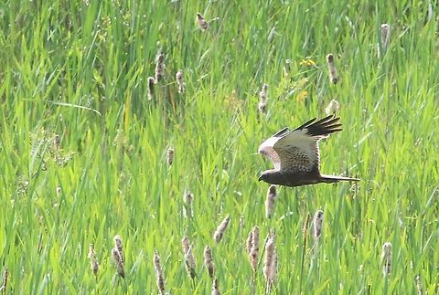Male Marsh Harrier Flying over the typha trying to locate prey Circus aeruginosus,Lancashire,Leighton Moss,Western marsh harrier