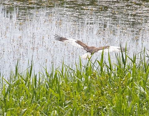 Male Marsh Harrier patrolling the edge of the reeds  Circus aeruginosus,Lancashire,Leighton Moss,Western marsh harrier