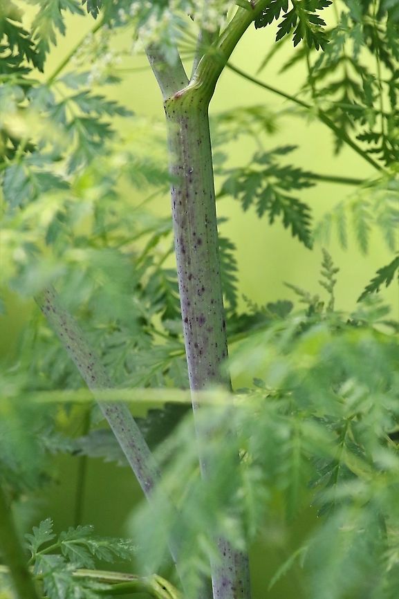 Hemlock The hairless stems with the purple blotches are the giveaway to identifying this deadly poisonous plant. Conium maculatum,Hemlock,Lancashire,Leighton Moss,Poison Hemlock
