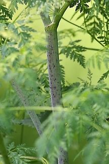 Hemlock The hairless stems with the purple blotches are the giveaway to identifying this deadly poisonous plant. Conium maculatum,Hemlock,Lancashire,Leighton Moss,Poison Hemlock