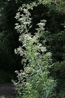 Hemlock Growing over 2 metres, look out for the purple blotches and the hairless stems to identify this deadly poisonous plant. Conium maculatum,Hemlock,Lancashire,Leighton Moss,Poison Hemlock