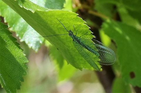A Green Lacewing A green lacewing at this nature reserve Chrysopa perla,Cumbria,Green Lacewing,Smardale