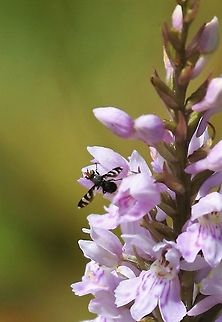 Picture-winged Fly Picture-winged Fly on Heath Spotted Orchid Herina frondescentiae,Minera Quarry,North Wales,Picture-Winged Fly