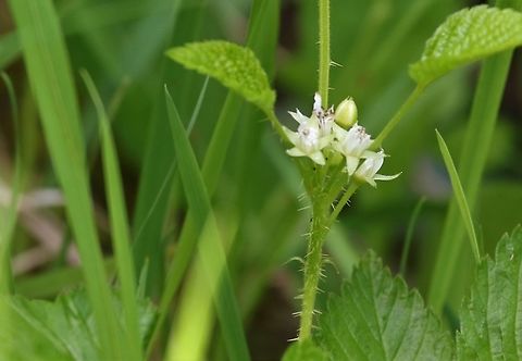 Stone Bramble Showing the prickles. Cumbria,Rubus saxatilis,Smardale,Stone Bramble