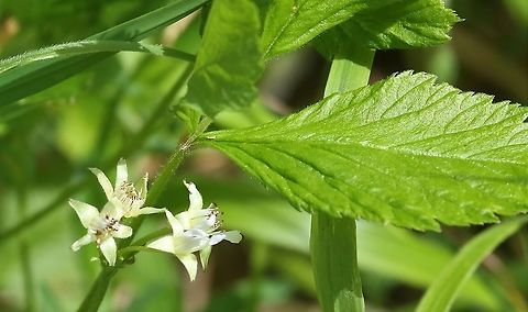 Stone Bamble Flowering in the grass alongside the ole railway track bed. Cumbria,Rubus saxatilis,Smardale,Stone Bramble
