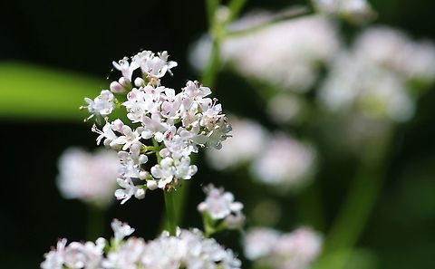 Marsh Valerian This smaller than the common valerian, with rounder leaves and a pink hue. Cumbria,Marsh Valerian,Smardale,Valeriana dioica