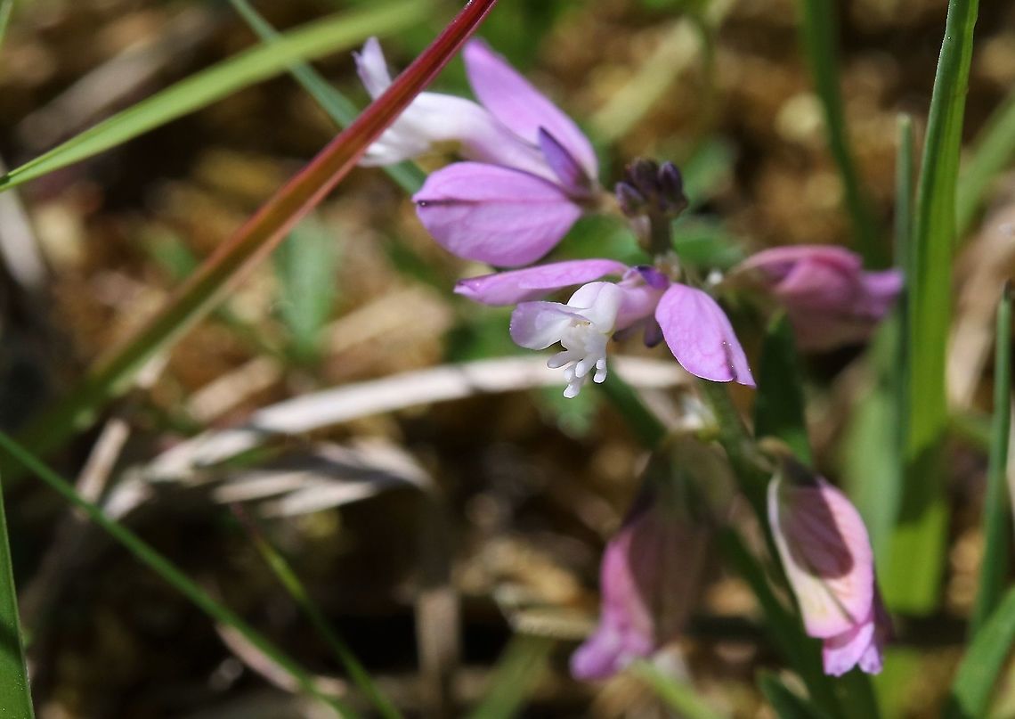 Common Milkwort - alternate Pink colour Showing, its alternate pink colour - can also be found more rarely in white form. Common Milkwort,Cumbria,Polygala vulgaris,Smardale