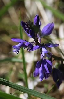 Common Milkwort - standard blue colour Milkwort - damp grassland plant in its "normal" blue mode. Common Milkwort,Cumbria,Polygala vulgaris,Smardale