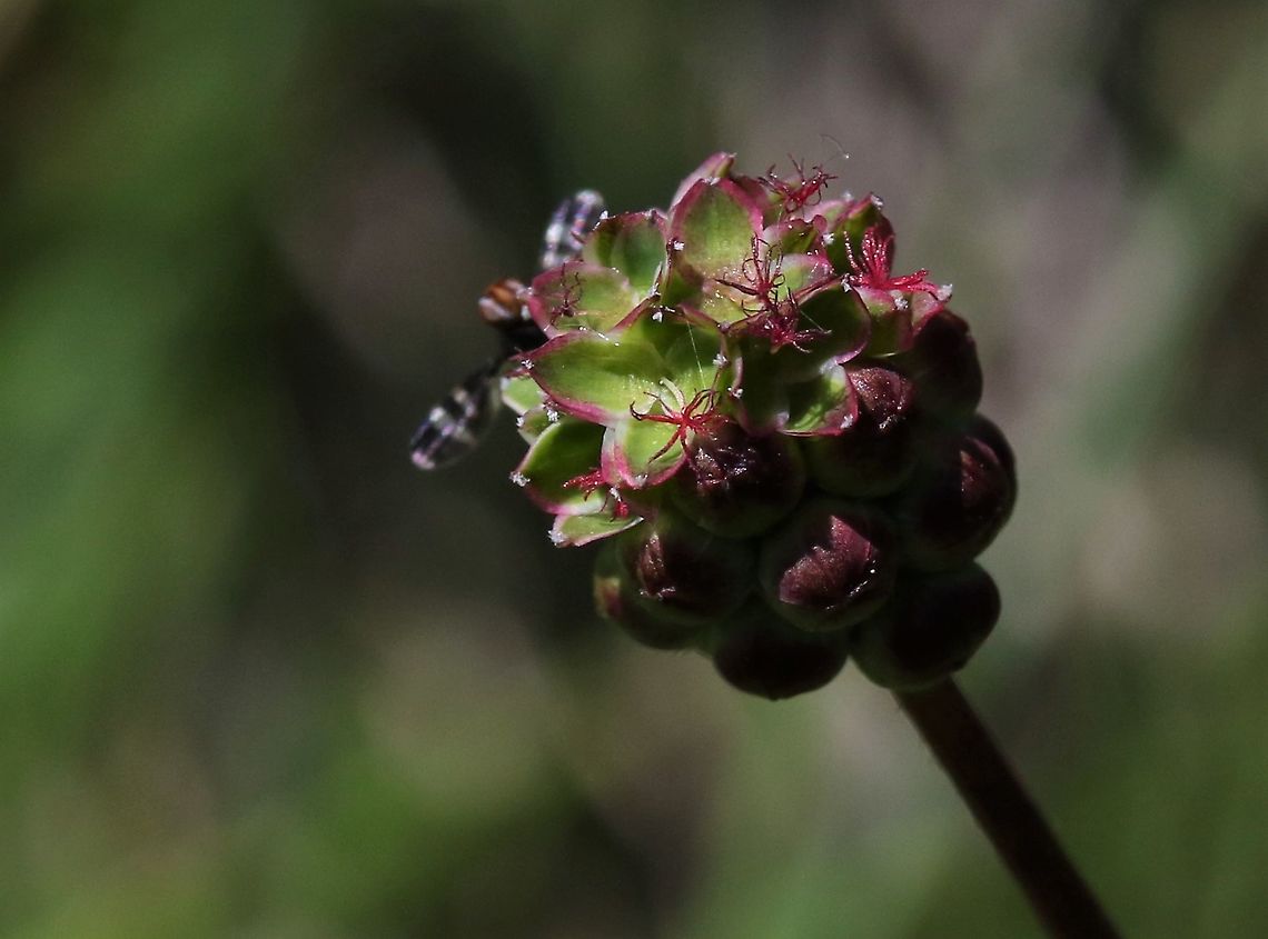Sald burnet with Picture-winged Fly  Cumbria,Salad burnet,Sanguisorba minor,Smardale