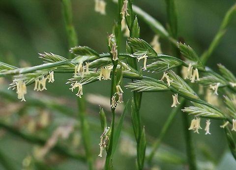 Ryegrass in flower The very harsh grass which took over much of the farmed grassland in the UK, with the move to silage. Cumbria,Kings Meaburn,Lolium perenne,Ryegrass