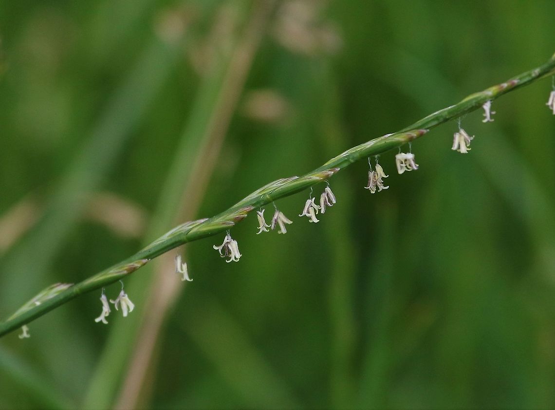 Ryegrass in flower A very hardwearing grass (lawns) Cumbria,Kings Meaburn,Lolium perenne,Ryegrass