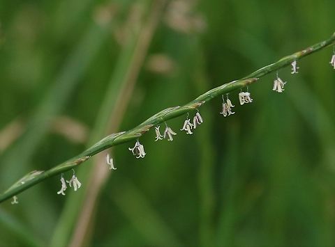 Ryegrass in flower A very hardwearing grass (lawns) Cumbria,Kings Meaburn,Lolium perenne,Ryegrass