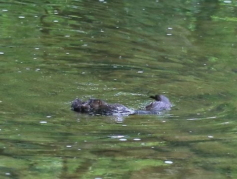 American Mink with kit American Mink with kit.  These introduced predators have decimated the population of the native Water Vole and water birds like the Moorhen, where they have taken hold. American mink,Cumbria,Kings Meaburn,Neovison vison