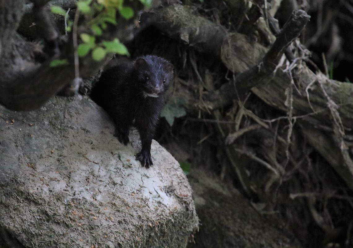 American Mink on alert An introduced pest, but likely here to stay American mink,Cumbria,Kings Meaburn,Neovison vison