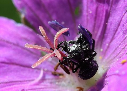 Geranium Weevil 3 of these in Geranium sanguineum. Cumbria,Geranium Weevil,Smardale,Zacladus geranii