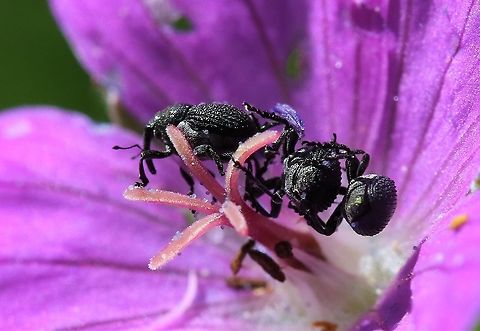Geranium Weevils 3 weevils in a bloody cranesbill Cumbria,Geranium Weevil,Smardale,Zacladus geranii
