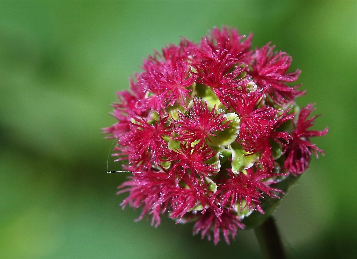 Salad Burnet in flower Full flower! Cumbria,Salad burnet,Sanguisorba minor,Smardale