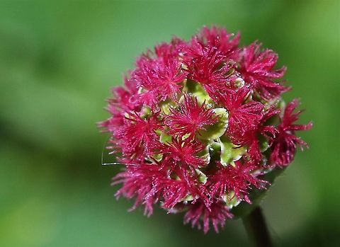 Salad Burnet in flower Full flower! Cumbria,Salad burnet,Sanguisorba minor,Smardale