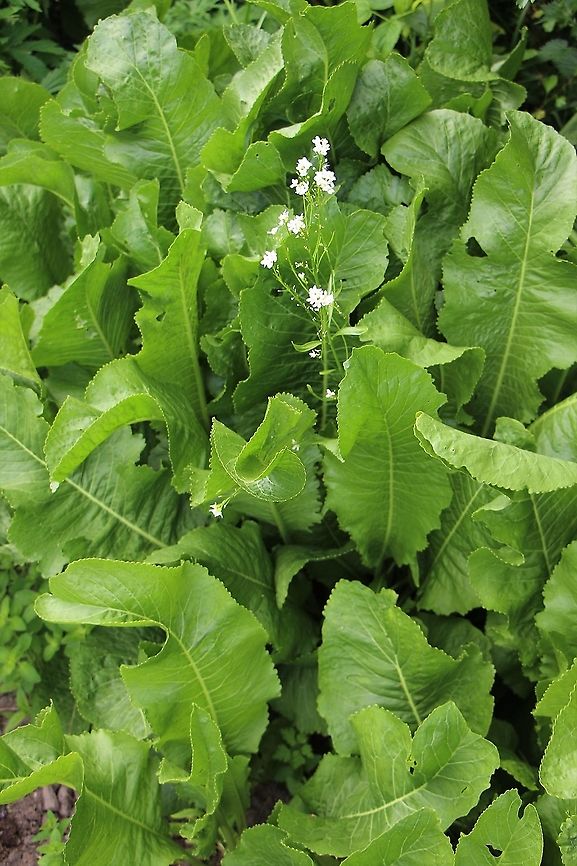 Horseradish Pep up your salads &amp; sauces with this. Armoracia rusticana,Cumbria,Horseradish,Kings Meaburn