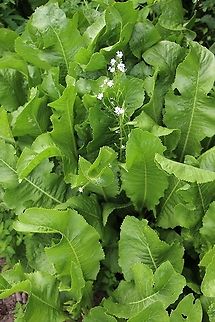 Horseradish Pep up your salads & sauces with this. Armoracia rusticana,Cumbria,Horseradish,Kings Meaburn