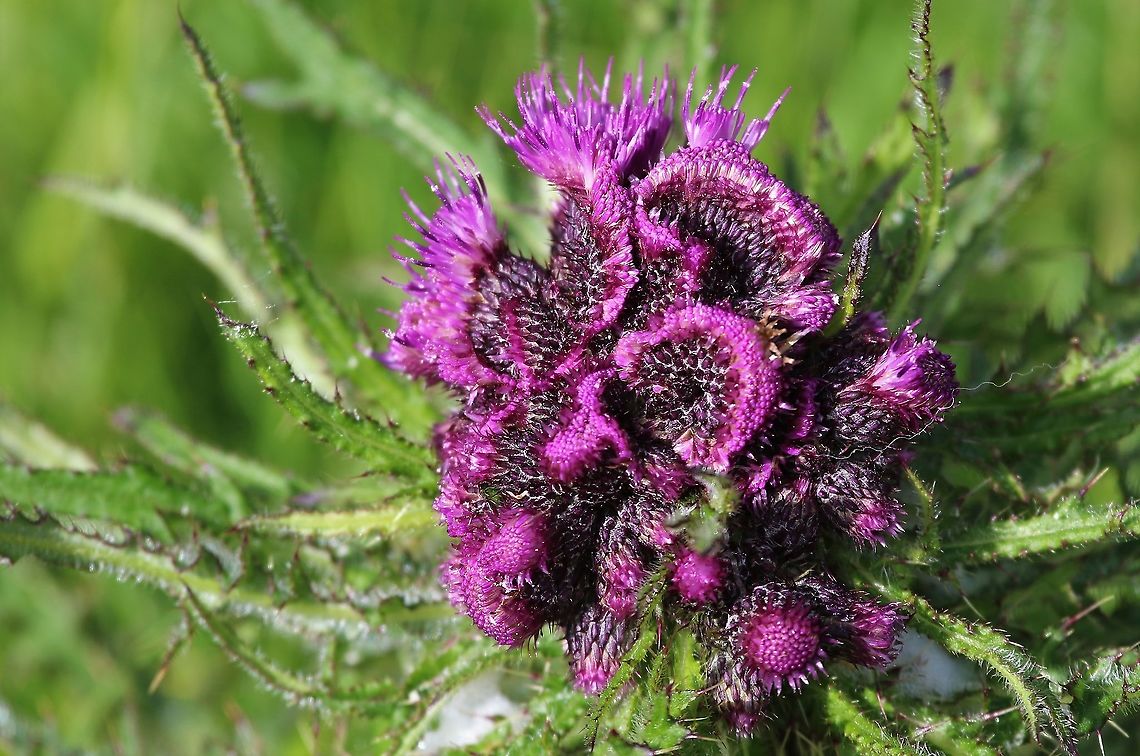 Marsh Thistle - A "Monstrous" A monstrous is a flower that has varied from the norm. Cirsium palustre,Cumbria,European swamp thistle,Kings Meaburn,Marsh Thistle