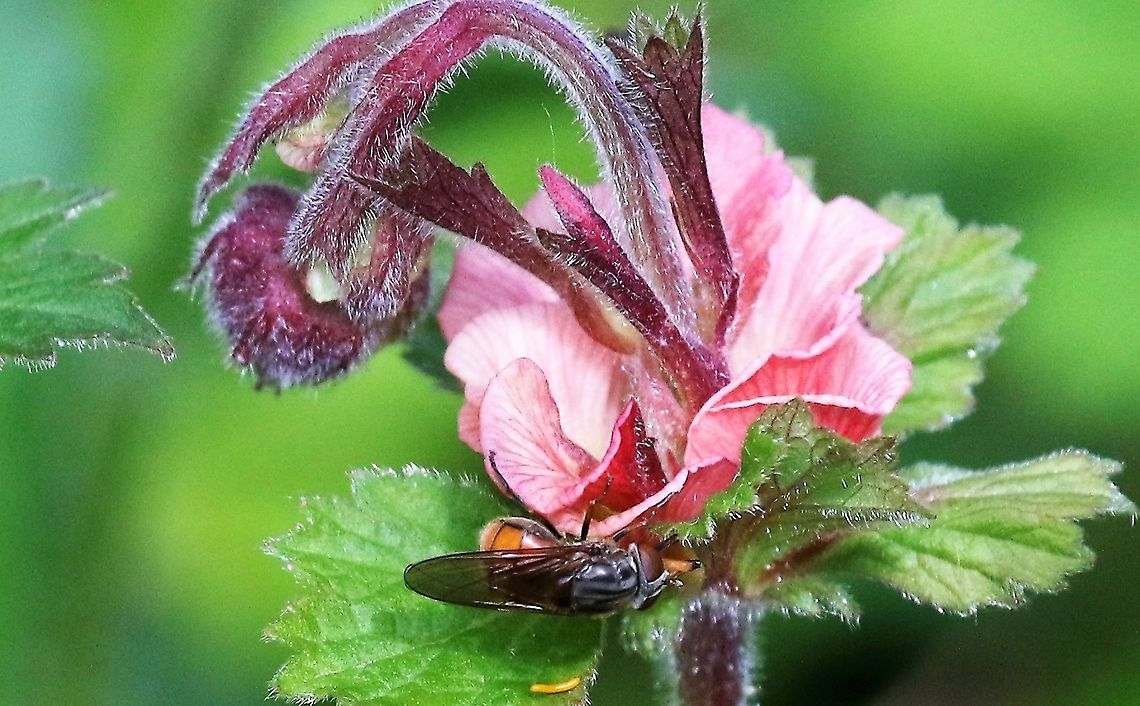 Soldiers Button - A Monstrous, with Heineken fly The most common &quot;monstrous&quot; plant that I see around here.  Complete with Heineken fly. Cumbria,Geum rivale,Heineken Fly,Kings Meaburn,Rhingia campestris,Soldiers Button,Water avens