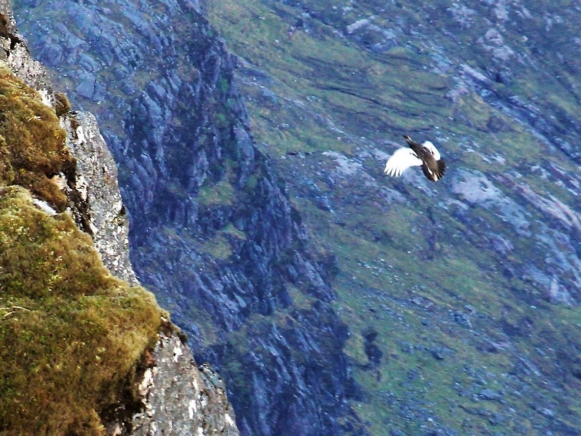 Ptarmigan in flight at 900 metres On A&#039;Mhaighdean Lagopus muta,Rock Ptarmigan,Scotland,Wester Ross