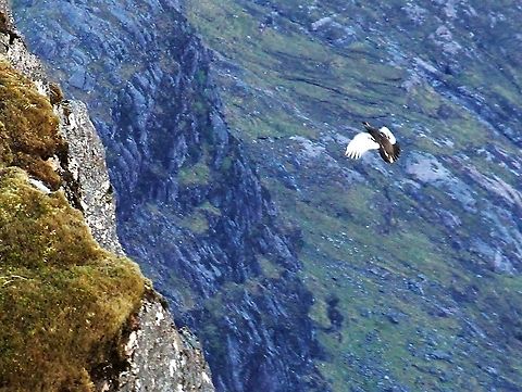 Ptarmigan in flight at 900 metres On A'Mhaighdean Lagopus muta,Rock Ptarmigan,Scotland,Wester Ross