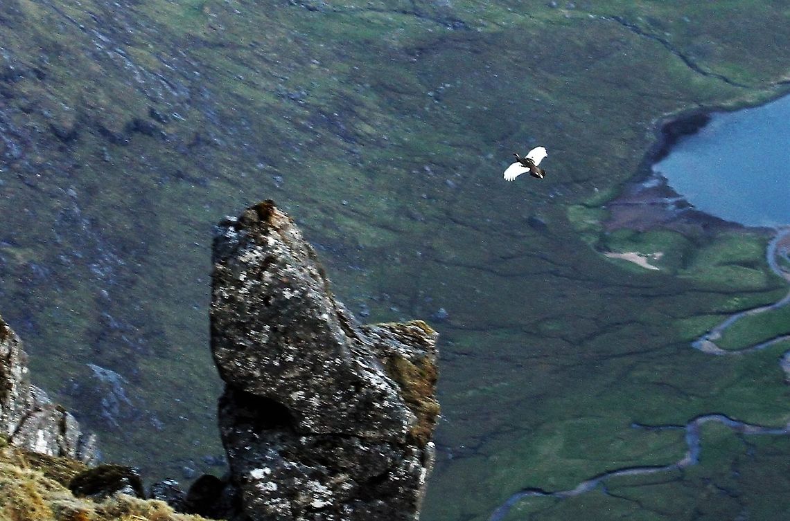 Flying Ptarmigan 900metres Early morning ptarmigan with Dubh Loch below Lagopus muta,Rock Ptarmigan,Scotland,Wester Ross