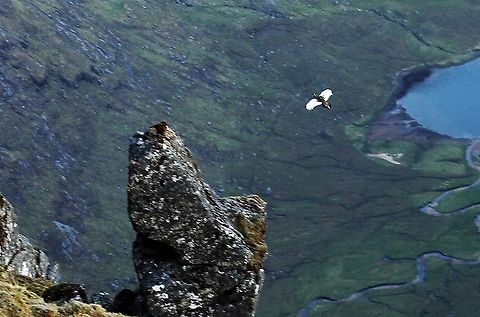 Flying Ptarmigan 900metres Early morning ptarmigan with Dubh Loch below Lagopus muta,Rock Ptarmigan,Scotland,Wester Ross