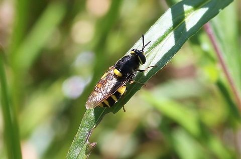 Banded General A wasp mimic living around a pond, very flat when it is showing off. Banded general,Cumbria,Orton Scar,Stratiomys potamida