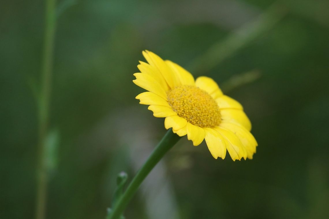 Corn Marigold Another haymeadow flower Corn marigold,Cumbria,Glebionis segetum,Kings Meaburn