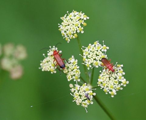 Burnett Saxifrage with common red soldier beetles Growing in rough grassland, another of the succession of umbillifers Burnet-saxifrage,Cumbria,Kings Meaburn,Pimpinella saxifraga