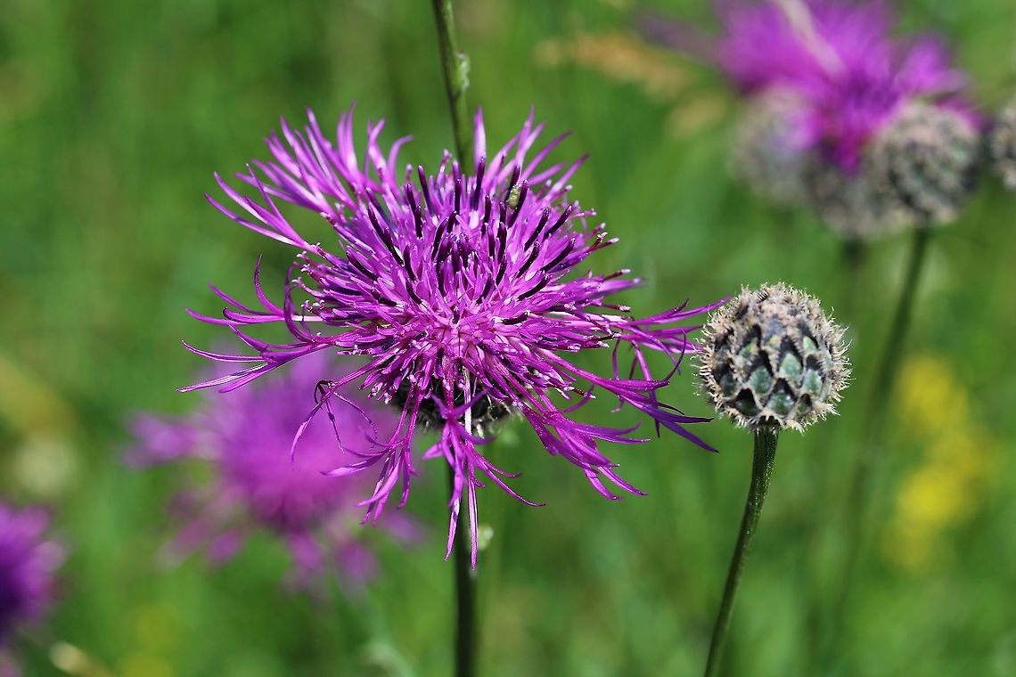 Greater Knapweed with flowerheads Haymeadow flower showing its distinctive flowerhead Centaurea scabiosa,Crosby Ravensworth,Cumbria,Greater Knapweed