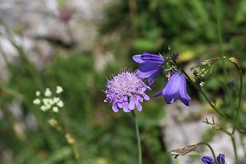 Field Scabious with Harebell In a hay meadow Campanula rotundifolia,Crosby Ravensworth,Cumbria,Field Scabious,Harebell,Knautia arvensis