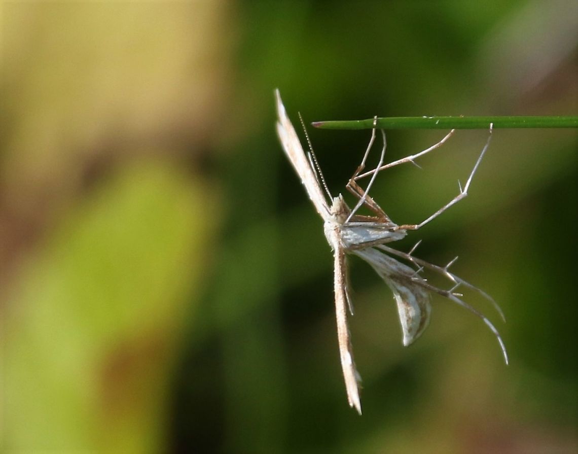 Common Plume Moth Common plume amongst the grasses Common Plume Moth,Cumbria,Emmelina monodactyla,Kings Meaburn,Morning glory plume moth,Moth Week 2021