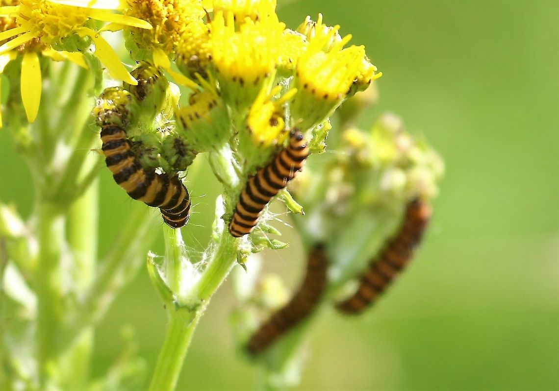 Cinnabar Moth caterpillars on oxford ragwort  Cinnabar moth,Cumbria,Kings Meaburn,Moth Week 2021,Oxford Ragwort,Senecio squalidus,Tyria jacobaeae