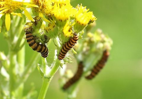 Cinnabar Moth caterpillars on oxford ragwort  Cinnabar moth,Cumbria,Kings Meaburn,Moth Week 2021,Oxford Ragwort,Senecio squalidus,Tyria jacobaeae