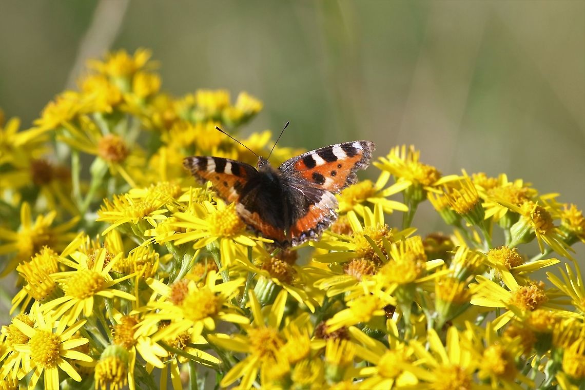 Oxfor Ragwort with small tortoiseshell The unbiquitous oxford ragwort, which has colonised the UK after escaping from the Oxford Botanical Gardens, aided by the development of the railways. Aglais urticae,Cumbria,Kings Meaburn,Oxford Ragwort,Senecio squalidus,Small Tortoiseshell