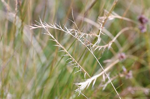 Mat Grass This is the grass that is a indicator of over-grazing on moorland, common land and higher pastureland.  It survives the over-grazing where the more delicate grasses can't (a bit like cheat grass, I think, in the west of the USA).  It is fairly easily identified as its seed heads only have seeds on one side. Cumbria,Matgrass,Nardus stricta,Swindale
