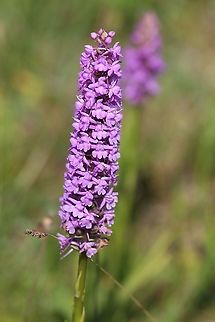 Marsh Fragrant Orchid Amazing heady scent from these in the hot humid day. Cumbria,Gymnadenia densiflora,Marsh Fragrant Orchid,Marsh Fragrant-Orchid,Orton Scar