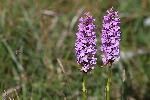 Marsh Fragrant Orchid Marsh Fragrant Orchids in old limestone quarry Cumbria,Gymnadenia densiflora,Marsh Fragrant Orchid,Marsh Fragrant-Orchid,Orton Scar