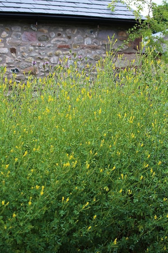 Tall Melilot Growing up to 2 metres in my wild garden! Cumbria,Kings Meaburn,Melilotus altissimus,Tall Melilot